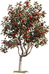 Fototapeta premium A single apple tree with ripe red apples, ideal for food or decoration