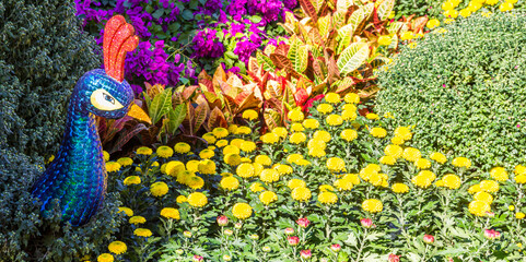 Panorama of a peacock in a flowerbedin Shuishang Park, Tianjin, China