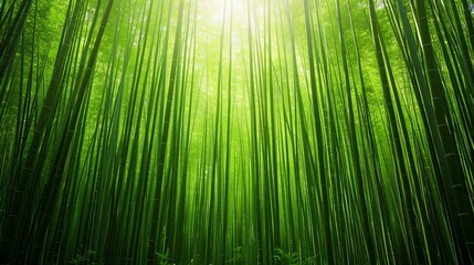 Fototapeta premium Lush green bamboo forest with tall, slender stalks reaching towards the sky, illuminated by soft sunlight filtering through the canopy.