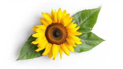 Obraz premium Detailed close-up of a bright yellow sunflower with green leaves, isolated on a transparent background. Perfect for product and marketing visuals