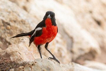 Crimson-breasted Shrike or Crimson-breasted Gonolek (Laniarius atrococcineus) perched on rock, Northern Cape, South Africa