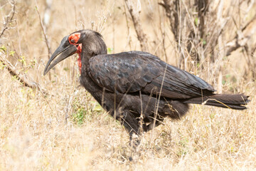 Vulnerable Southern Ground Hornbill (Bucorvus leadbeateri) hunting in grassland savannah, Kruger National Park, South Africa
