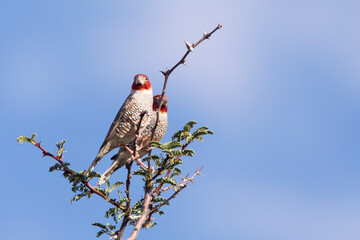 Male Red-headed Finches (Amadina erythrocephala) on Acacia Thorn tree, Kalahari, Northern Cape, South Africa