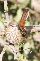 White-browed Scrub-robin (Cercotrichas leucophrys) perched on branch in broad-leaved woodland, Limpopo, South Africa