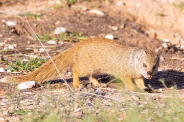 Yellow Mongoose (Cynictis penicillata) foraging in arid terrain, Kalahari, Northern Cape, South Africa