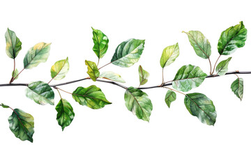 Fototapeta premium There are leaves on a branch with a white background