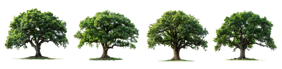 Set of trees isolated on white background 