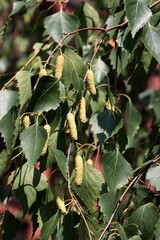 birch tree with seed vessels and green foliage close up