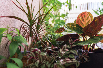 close-up leaves tropical plant calathea in raindrops in rays sun