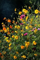 Obraz premium colorful yellow and orange flowers of cosmos - coreopsis plants 