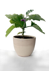 aubergine plant with lila flowers close up