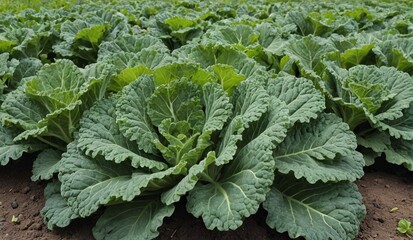 Naklejka premium Vibrant Kale Harvest in Lush Farm Field