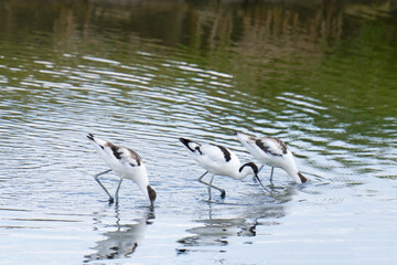 Three Avocets.(Recurvirostra avosetta) feeding in a line in a salt water lagoon