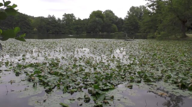 lac recouvert de nenuphars