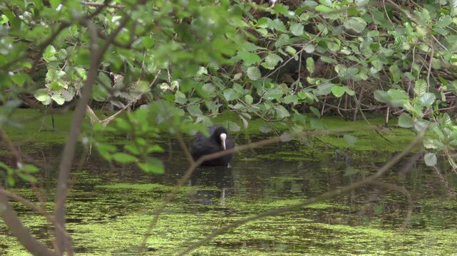 poule d'eau sur le marais