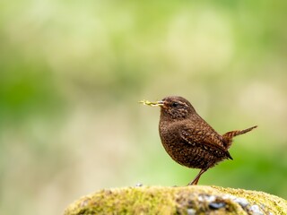 森の中で巣材を集めているミソサザイ