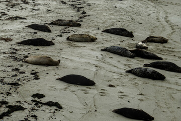 Herd of sea lions resting on a sandy beach