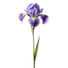 single iris long stem isolated on white background © Htet Wai Phyo