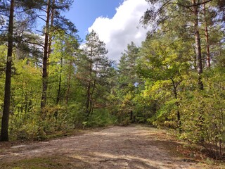Forest path leading through vibrant green trees and foliage.
