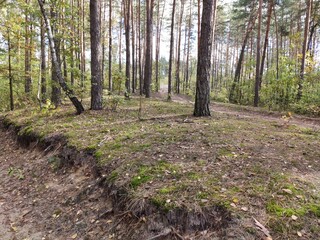 Trail through a dense forest with green foliage and sunlight filtering through.
