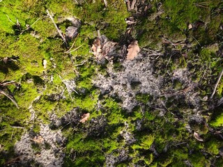Close-up of vibrant green moss covering a tree trunk in the forest.