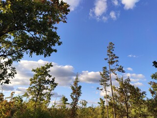 Blue sky with fluffy white clouds seen through tall trees in a forest.
