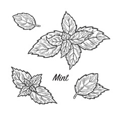 Mint Leaves Set