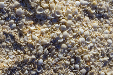 The image showcases a close-up view of various small, white seashells scattered across a sandy surface, highlighting intricate textures and shapes forming a natural beach pattern.