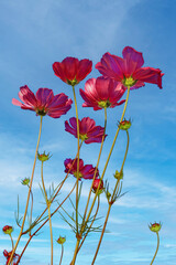 The Cosmos Flowers in the Jim Thompson farm.