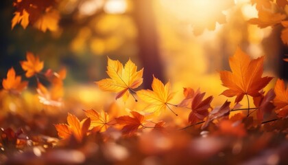 Obraz premium Golden leaves dance in the warm autumn light