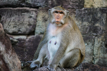 Long-Tailed Macaque, Siem Reap, Angkor Wat, Cambodia