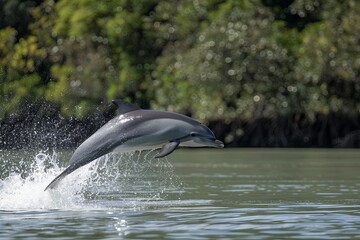 Fototapeta premium Dolphin Joyfully Leaping Through the Clear Water in a Calm Coastal Environment