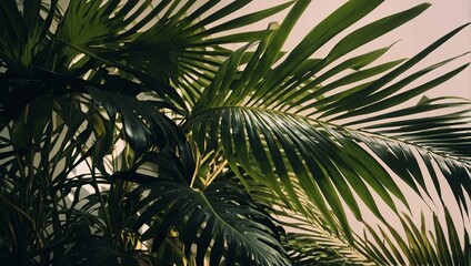 Tropical palm leaf pattern background. Floral wallpaper with sun casting shadows. High contrast