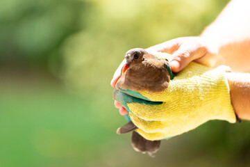 Animal rescue. Volunteer helping injured bird