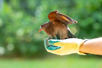 Animal rescue. Volunteer helping injured bird