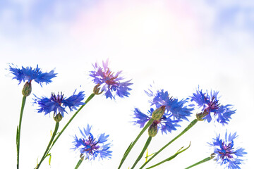 Centaurea cyanus. Blue flowers of cornflowers. floral abstract background.