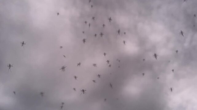 A dramatic scene of mosquitoes flying over a person's head in the forest during the evening, with clouds overhead. First-person view. slow motion
