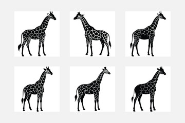 Set of vector silhouettes of giraffes