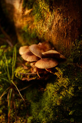 Mushrooms Growing Among Moss Near a Tree Stump During Golden Hour Light. Hiking in Carpathian Mountains, Ukraine