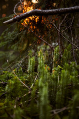 Sunset Illuminates Mossy Rocks in Forest Near a Quiet Stream. Hiking in Carpathian Mountains, Ukraine