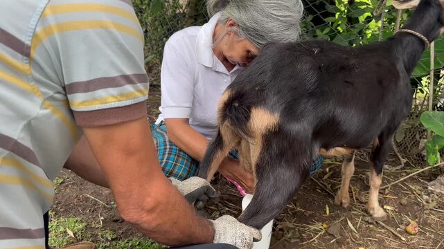 Older Latina woman with gray hair and yellow boots milking goat on her farm. Colombian peasant woman. Concept of farm and ruminants.