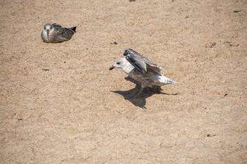 Möwe im Sand am Meer