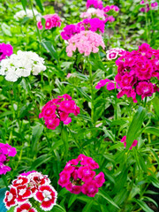 Beautiful pink and white carnations. Close-up, vertical photograph.