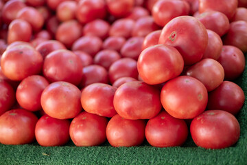 Harvest of big ripe pink tomatoes