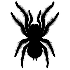 Goliath birdeater, Theraphosa blondi belongs to the tarantula family Theraphosidae. Venezuelan suntiger tarantula spider realistic silhouette