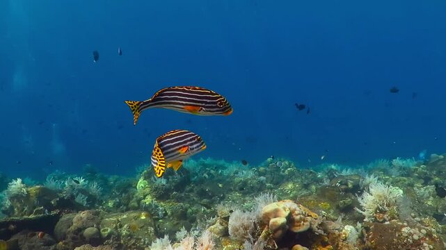Pair of yellow tropical fish grunts and healthy tropical vivid reef. Tropical seascape in the blue ocean. Corals and fish, underwater video. Scuba diving in the sea. Reef ecosystem. Water and fish.