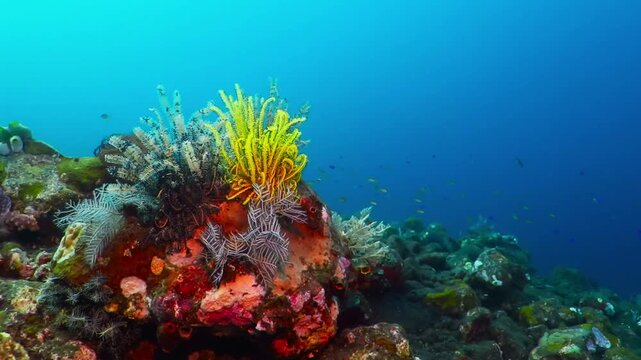 Yellow and white sea lily on the colorful coral reef. Tropical seascape reef scenery. Scuba diving underwater video with aquatic wildlife in the blue ocean. Recreational scuba diving on the reef.