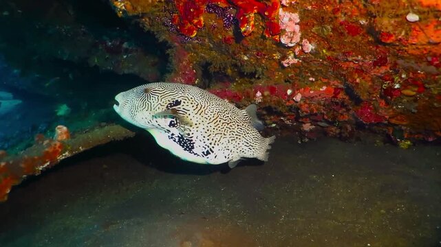 Swimming puffer fish (Tetraodontidae) on the coral reef. Corals, wreck and white fugu fish. Underwater video from scuba diving with sea animal. White black fish and red coral in the ocean.