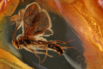 wasp imprisioned in Baltic amber