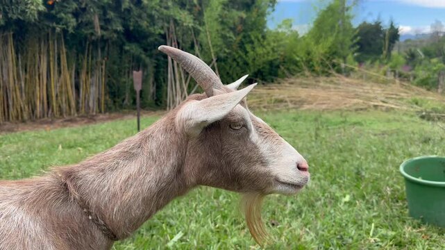 Older Latina woman with gray hair and yellow boots milking goat on her farm. Colombian peasant woman. Concept of farm and ruminants.